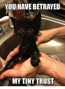 Tiny wet kitten saying you have betrayed my tiny truse